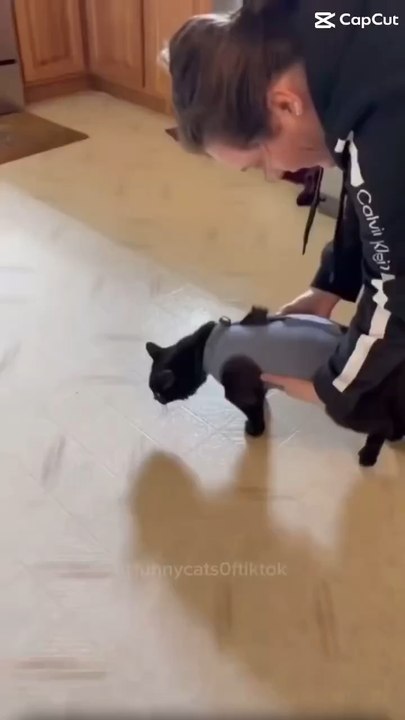 #fyp mdr les chat sa a changer #pourtoi #bobi