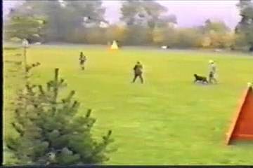 Attacking Dog World Class