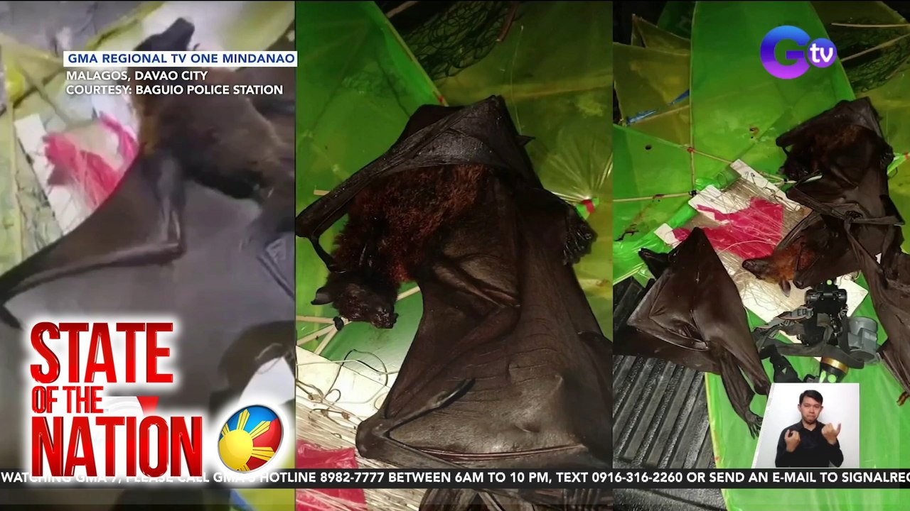 5 lalaking nanghuhuli ng endangered na flying fox, arestado | SONA