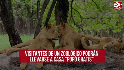Visitantes de un zoológico podrán llevarse a casa “popó gratis"