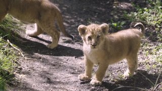 Moment endangered lion cubs take their first steps outside at London Zoo