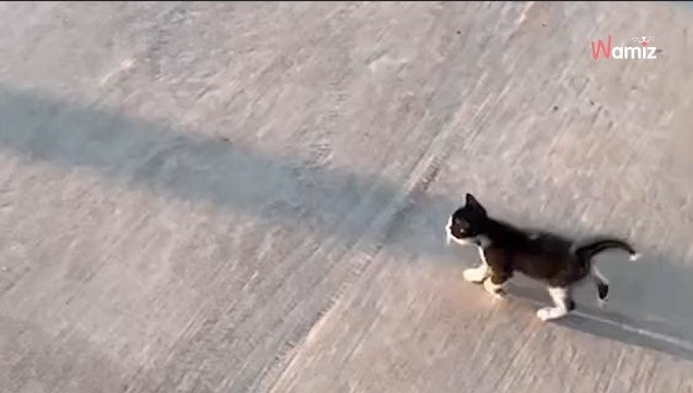 Tous les jours, ce chat suit ses petits maitres jusqu'au bus qui les emmène à l'école (Vidéo)