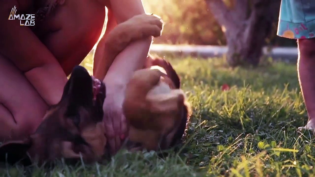 Dogs Do This One Thing That Makes Them Very Sim...