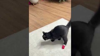 Cat Does Not Like Wearing Christmas Socks
