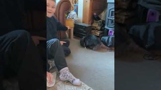 Rabbit Performs Flip Tricks With Cardboard Roll Mesmerizing Kids With Her Talent