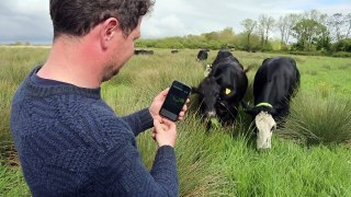 Cows controlled with GPS tracker which plays music explained