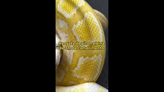 VÍDEO: Cobra asiática é encontrada “roubando” galinheiro em SC