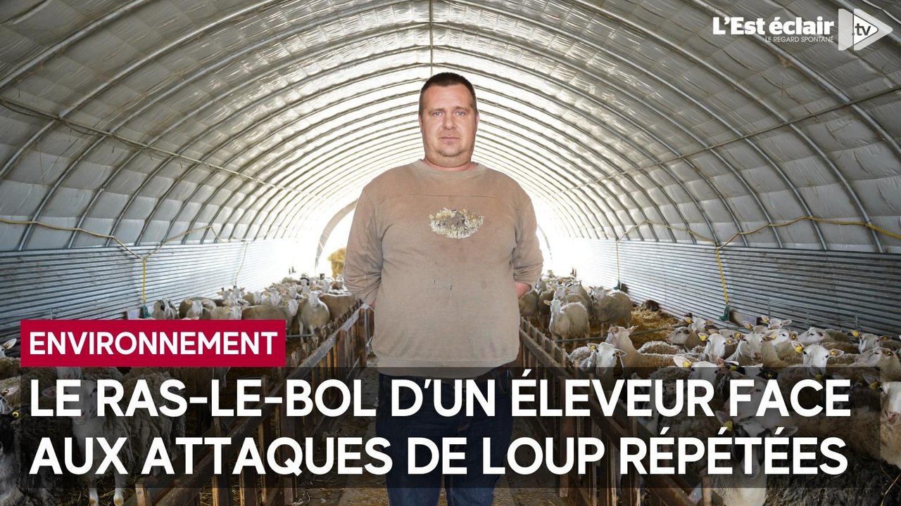 Un éleveur aubois a perdu 40 bêtes depuis quatre ans suite à des attaques de loup