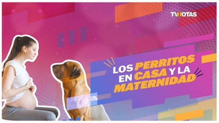 ¿Si me embarazo tengo que dar a mi peludo en adopción?