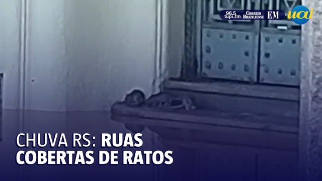 Ruas de Porto Alegre sofrem com infestação de ratos