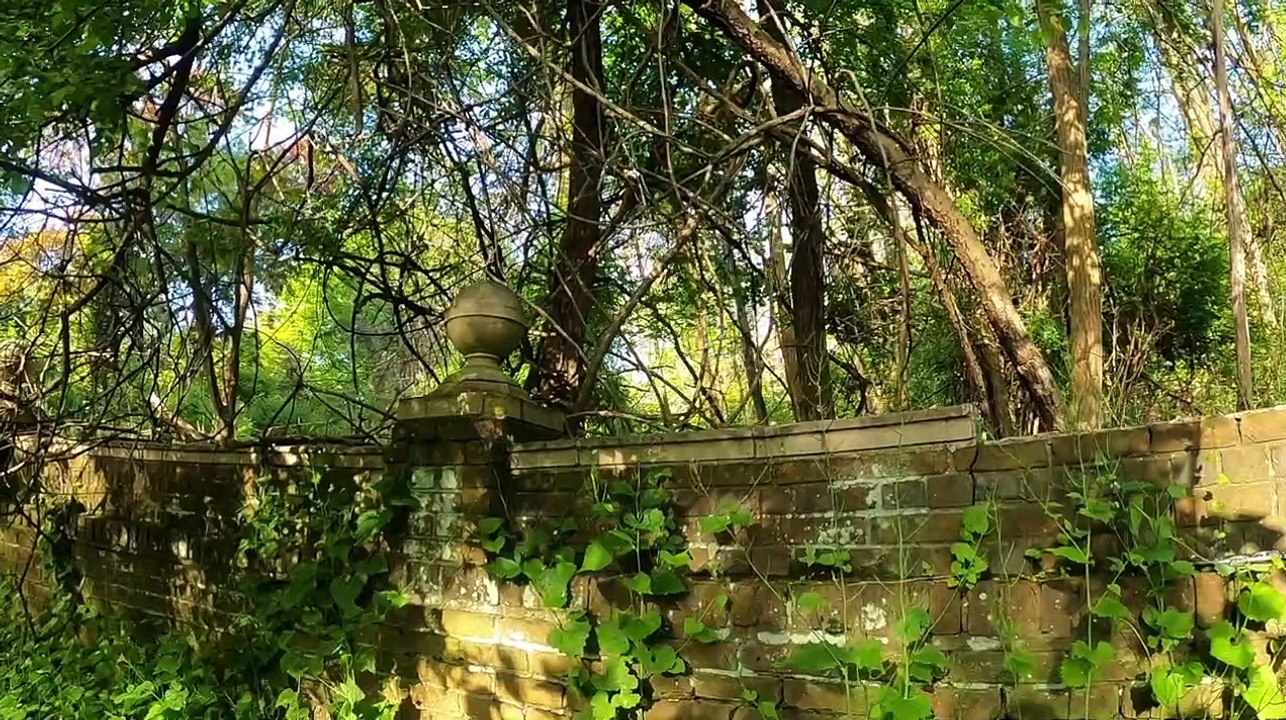 Lets Not Meet In The Woods 2020