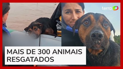 Protetora dos animais resgata cachorro que estava preso em rede no meio da enchente