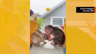 Suloinen video tallentaa apinan ja kanin ystävyyden
