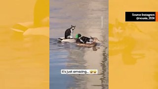 Hulvaton video: rento kissat saavat kyydin ankoilta ylittääkseen järven