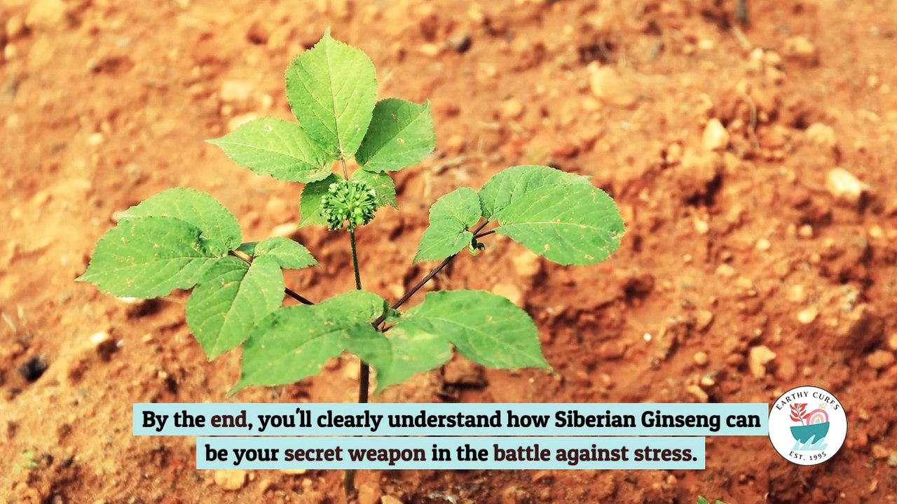 Unlock The Power Of Siberian Ginseng: Natural Stress Relief