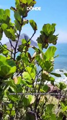 Viajes: Courtyard Resort Mazatlán