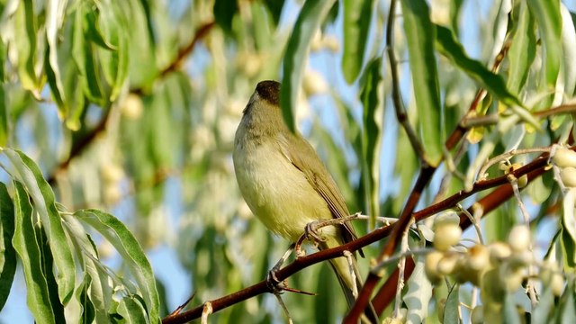 The Blackcap Warbler: Close Up HD Footage (Sylvia atricapilla)