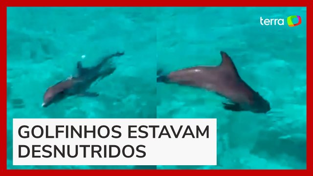 Golfinhos são encontrados abandonados em resort de luxo nas Bahamas; veja vídeo