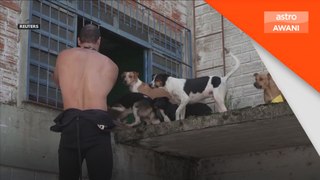 20 ekor anjing terperangkap dalam situasi banjir di Brazil