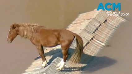 Horse stuck on rooftop in Brazil floods