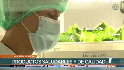 Proyecto busca la producción de plantas en ambientes controlados