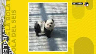 Zoológico en China pinta a perros como pandas