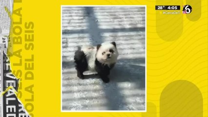 Zoológico en China pinta a perros como pandas
