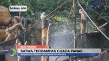 Satwa di Kebun Binatang Surabaya Terdampak Cuaca Panas