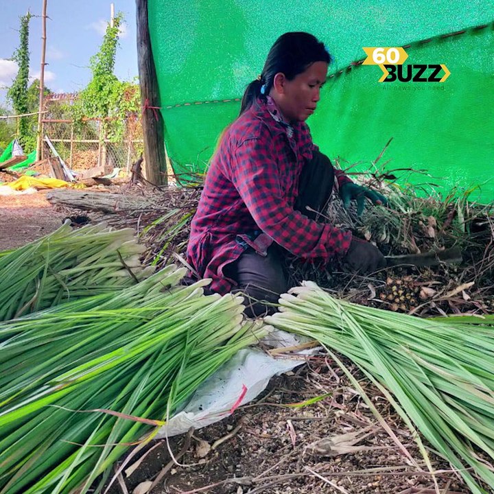 កសិករ​ដាំ​ស្លឹក​គ្រី ​ត្អូញ​ត្អែ​រ​ពី​តម្លៃ​ធ្លាក់​ចុះ​ ពេល​ដល់​រដូវ​ប្រមូល​ផល​នា​ឆ្នាំ​នេះ