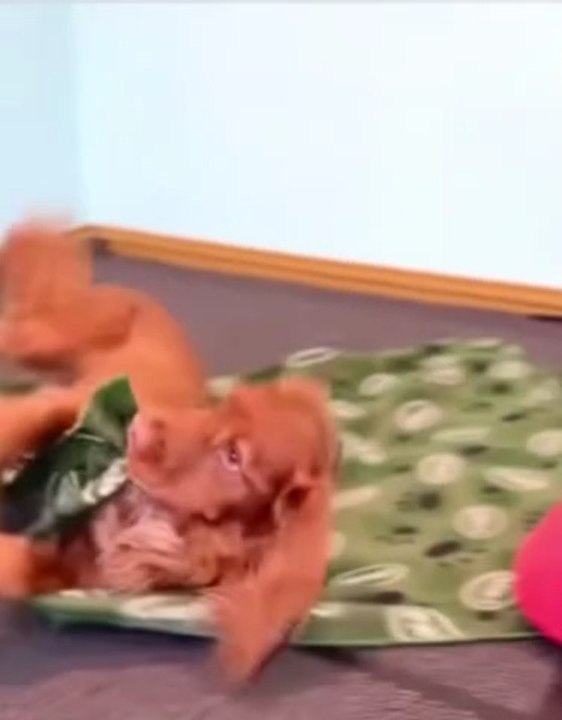PERRITO DORMILON