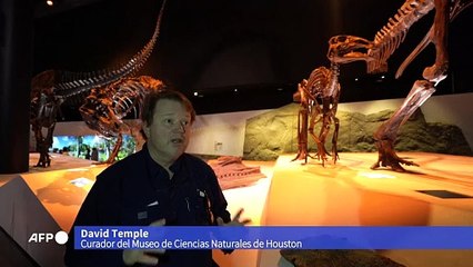 El arte de restaurar fósiles, "rompecabezas" de millones de años en EEUU