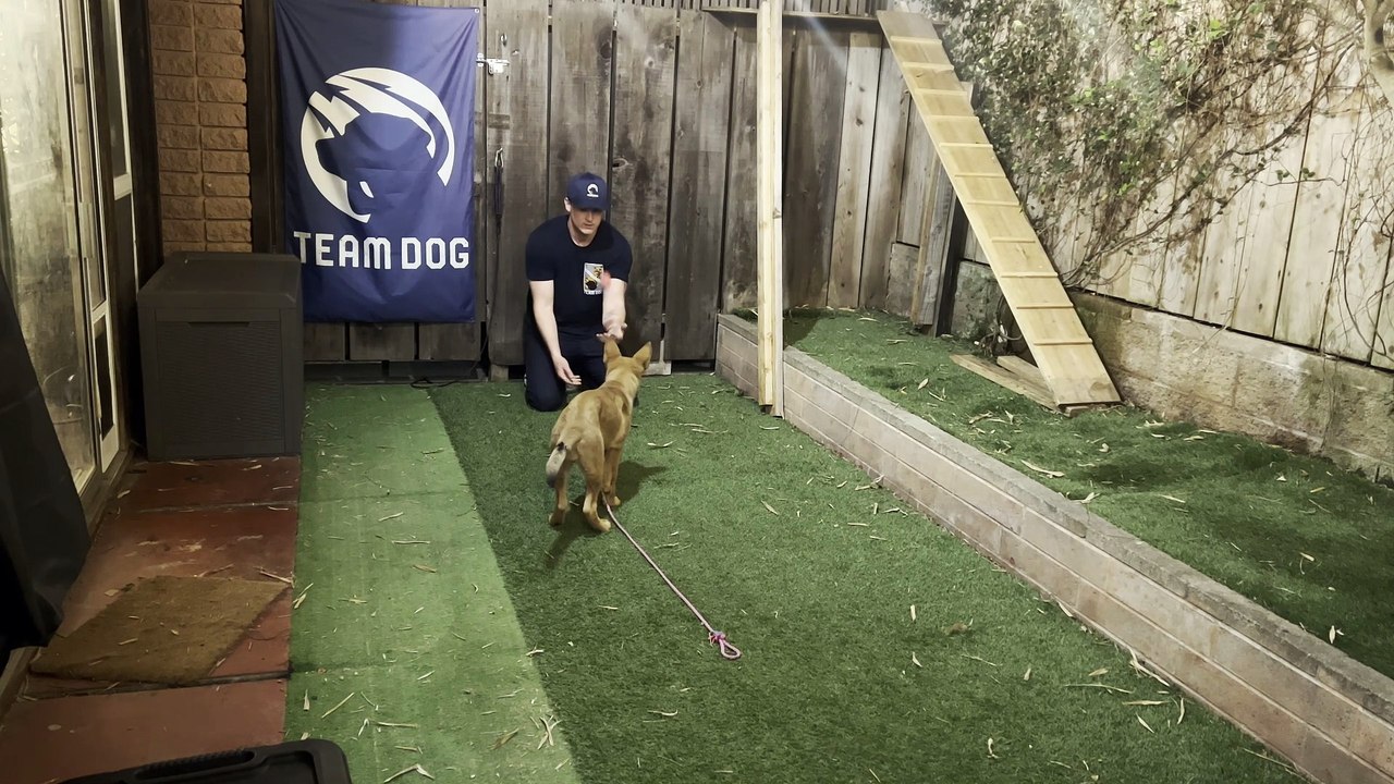 Developing Play with the Puppy
