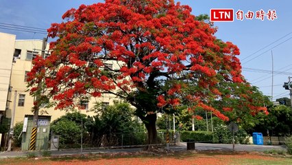 彰化北斗鳳凰木盛開迎母親節，花況空前火紅🌺