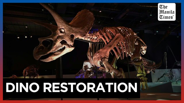 US restorationist gives life to 60-million-year-old dinosaur fossils