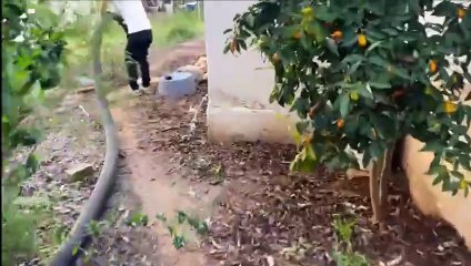 שאיבת מים מבור ביוב