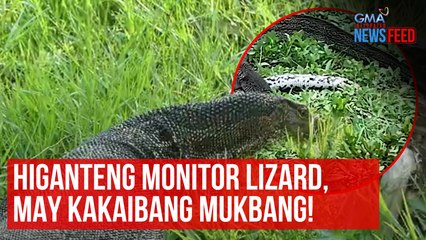 Скачать видео: Higanteng monitor lizard, may kakaibang mukbang! | GMA Integrated Newsfeed