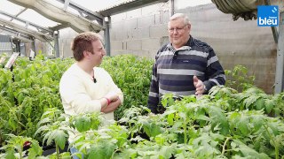 4/5 : les plants de tomates avec Gilbert Goertz