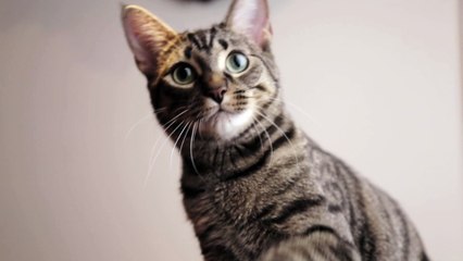 Brincadeiras de Gato - Um Momento de Diversão e Curiosidade!