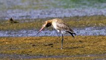 The Black-Tailed Godwit: Close Up HD Footage (Limosa limosa)