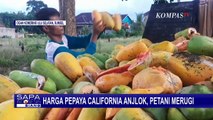 Harga Pepaya California Anjlok, Petani Keluhkan Kerugian dan Minta Bantuan Pemerintah