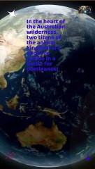 Red Kangaroo VS Cassowary