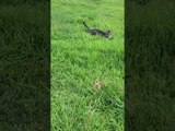 Cats Enjoy Fun Day At Grass Field