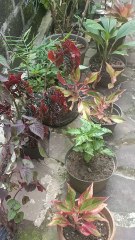 #halaman minimalis depan rumah