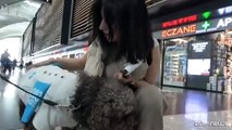 All'aeroporto di Istanbul cagnolini per alleviare lo stress dei passeggeri