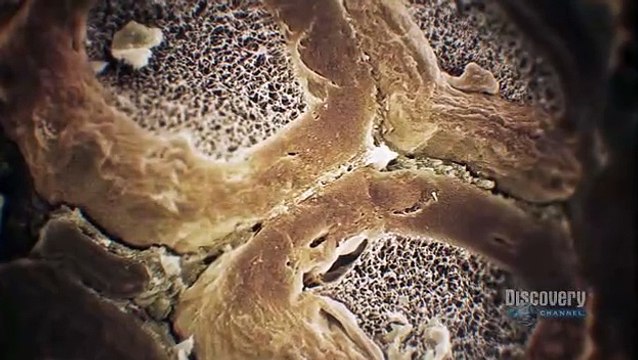 Human Body Pushing the Limits Episode 3: Sensation