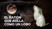 El ratón que aúlla como un lobo