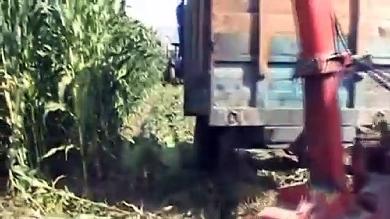 Mısır Sılajı Show Zamanı