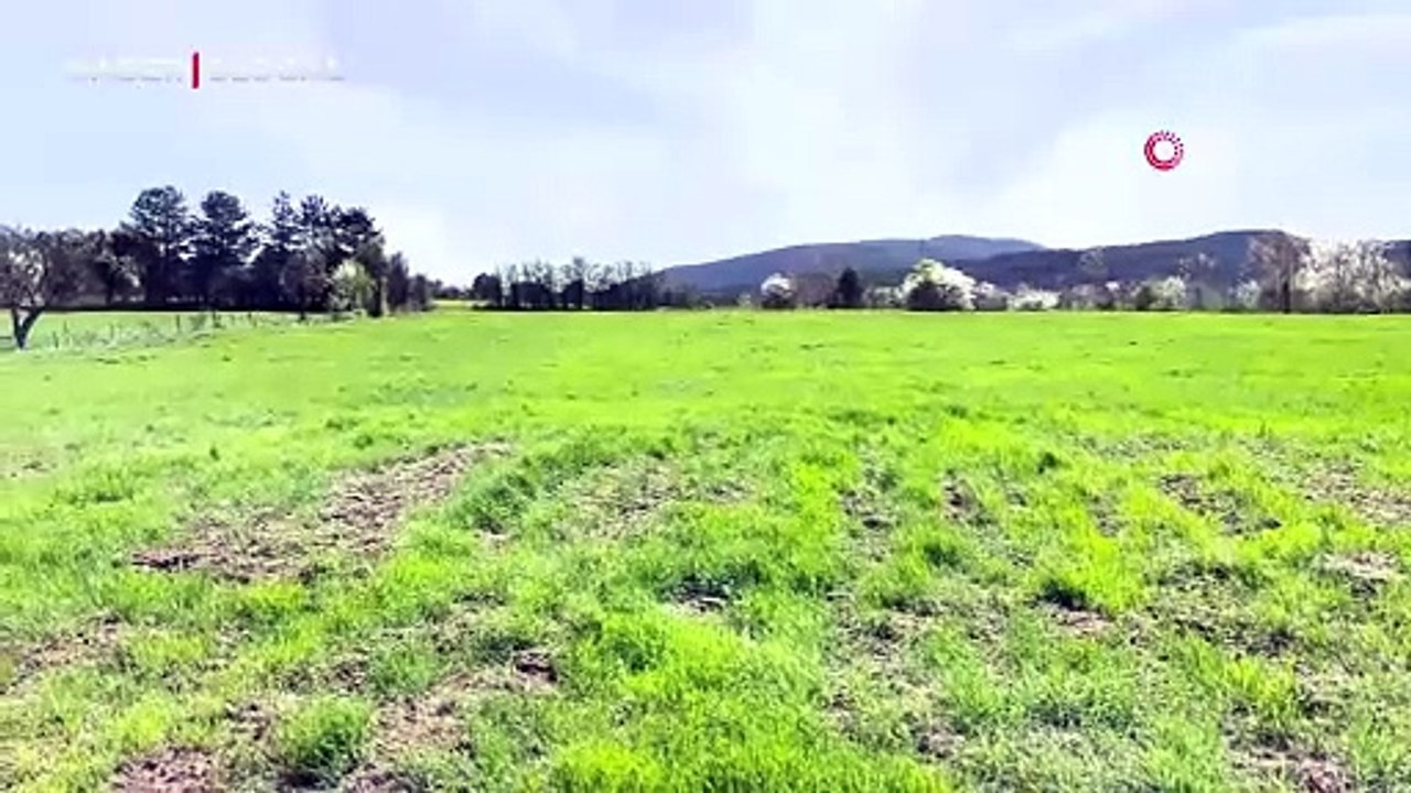 Kurak kış nedeniyle geç filizlenmişti: Coğrafi işaretli siyez buğdayı yüz güldürmeye başladı