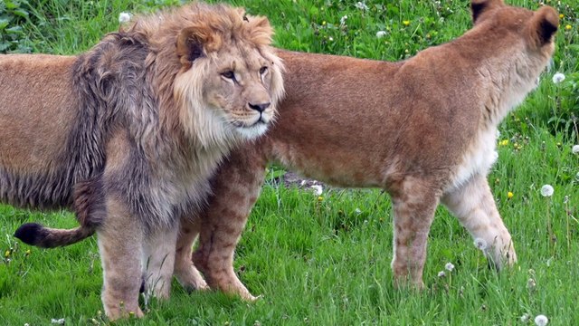Lions rescued from war-torn Ukraine explore their new reserve for the first time at Yorkshire Wildlife Park