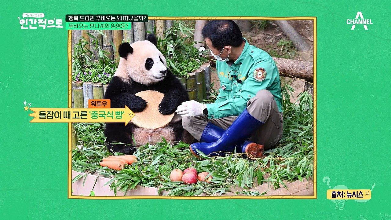 [#클립배송]푸바오 닮으면 인기남, 인기녀 등극 가능! 판다계의 임영웅 푸바오에게 숨겨진 외모비밀